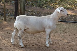 1X FLOCK WHITE DORPER RAM JTV WITDORPERS