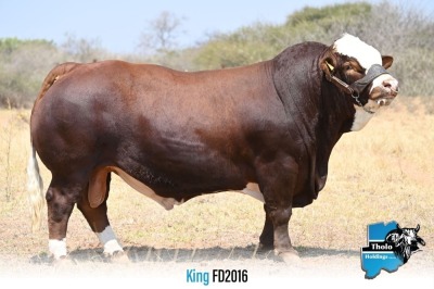 1 x SIMMENTALER BULL FD2016 THOLO HOLDINGS