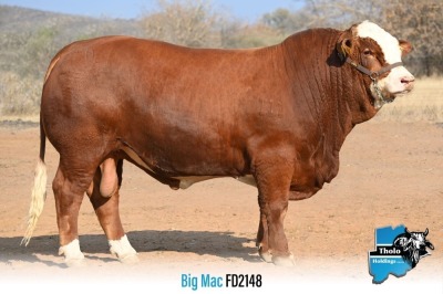 1 x SIMMENTALER BULL FD2148 THOLO HOLDINGS