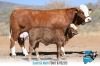 1 x SIMMENTALER COW & Calf FD167 & FD 2313 THOLO HOLDINGS