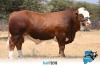 1 x SIMMENTALER BULL FD2116 THOLO HOLDINGS