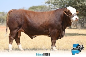 1 x SIMMENTALER BULL FD2119 THOLO HOLDINGS