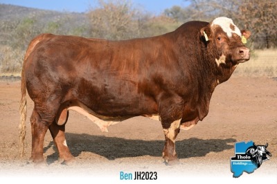 1 x SIMMENTALER BULL JH2023 THOLO HOLDINGS