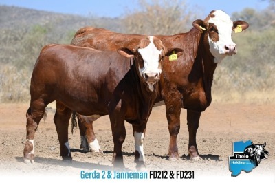 1+1 x SIMMENTALER COW & Calf FD212 & FD231 THOLO HOLDINGS