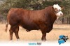 1 x SIMMENTALER BULL FD217 THOLO HOLDINGS