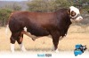 1 x SIMMENTALER BULL FD2111 THOLO HOLDINGS