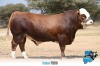 1 x SIMMENTALER BULL FD218 THOLO HOLDINGS