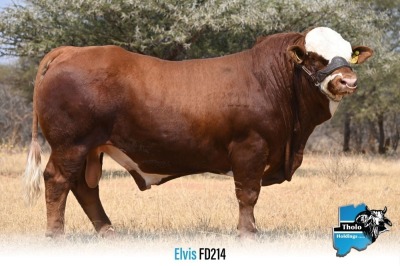 1 x SIMMENTALER BULL FD214 THOLO HOLDINGS