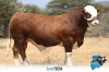 1 x SIMMENTALER BULL FD2114 THOLO HOLDINGS