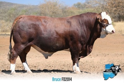 1 x SIMMENTALER BULL FD2014 THOLO HOLDINGS