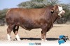 1 x SIMMENTALER BULL FD2048 THOLO HOLDINGS