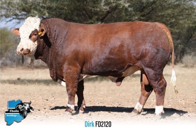 1 x SIMMENTALER BULL FD2120 THOLO HOLDINGS