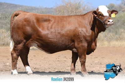 1 x SIMMENTALER COW JH2099 THOLO HOLDINGS