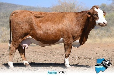 1 x SIMMENTALER COW JH1240 THOLO HOLDINGS