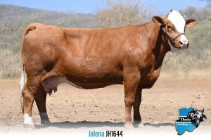 1+1 x SIMMENTALER COW & Calf JH1644 THOLO HOLDINGS
