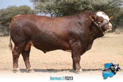 1 x SIMMENTALER BULL FD213 THOLO HOLDINGS