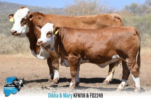 1 x SIMMENTALER COW & Calf KFN118 & FD2249 THOLO HOLDINGS