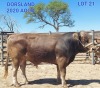 1 x BRAUNVIEH BULL 2020 AOCO AOCO DORSLAND FARM