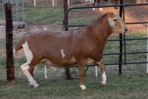 1X RAM B3 Genetics - Charles Freeme - 074 207 0007