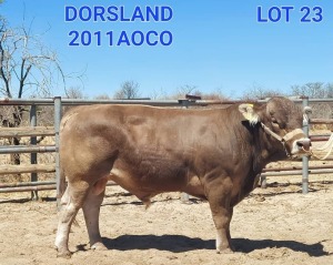 1 x BRAUNVIEH BULL 2011 AOCO AOCO DORSLAND FARM