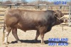 1 x BRAUNVIEH BULL 2001 AOCO AOCO DORSLAND FARM