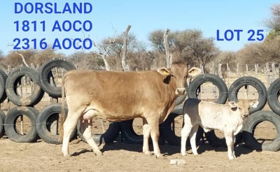 1+1 x BRAUNVIEH COW & Calf 1811 AOCO & 2316 AOCO AOCO DORSLAND FARM