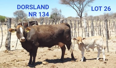 1+1 x BRA X SIM X BRUN COW & Calf NR 134 AOCO DORSLAND FARM