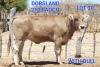 1 x BRAUNVIEH HEIFER 2103 AOCO AOCO DORSLAND FARM