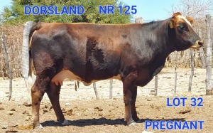 1 x BRA X SIM X BRUN HEIFER NR 125 AOCO DORSLAND FARM