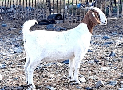 1X FLOCK BOER GOAT DOE OPPIEDAK BOERBOKSTOET