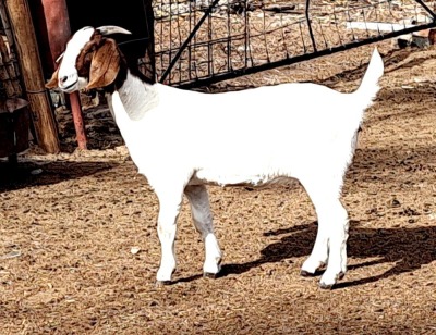 1X FLOCK BOER GOAT DOE OPPIEDAK BOERBOKSTOET