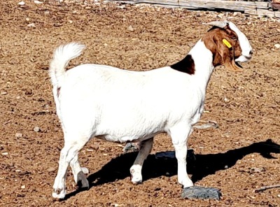 1X FLOCK BOER GOAT DOE OPPIEDAK BOERBOKSTOET