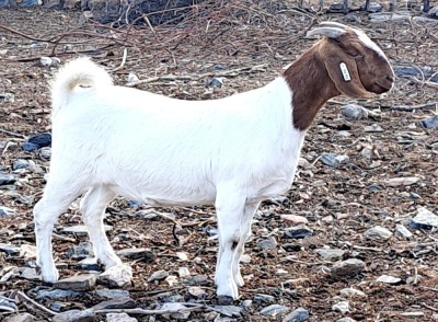 1X STUD BOER GOAT DOE OPPIEDAK BOERBOKSTOET