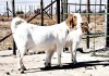 1X STUD BOER GOAT DOE OPPIEDAK BOERBOKSTOET