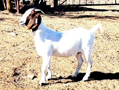 1X STUD BOER GOAT DOE OPPIEDAK BOERBOKSTOET