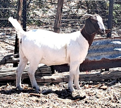 1X FLOCK BOER GOAT DOE OPPIEDAK BOERBOKSTOET