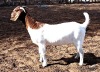 1X STUD BOER GOAT DOE OPPIEDAK BOERBOKSTOET