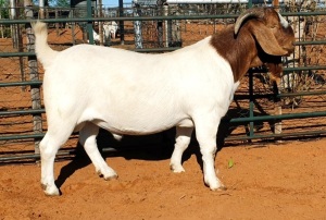 1X FLOCK BOER GOAT BUCK WITSAND BOERBOKSTOET