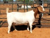 1X PREGNANT STUD BOER GOAT DOE WITSAND BOERBOKSTOET