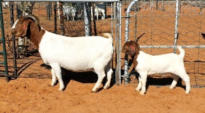 1+1X FLOCK BOER GOAT DOE WITSAND BOERBOKSTOET