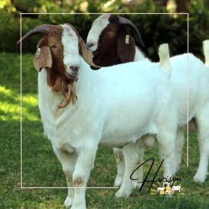 1X FLOCK BOER GOAT BUCK HORISON BOERBOKSTOET