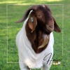 1X FLOCK BOER GOAT BUCK HORISON BOERBOKSTOET