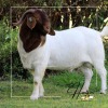 1X FLOCK BOER GOAT BUCK HORISON BOERBOKSTOET - 2