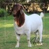 1X FLOCK BOER GOAT BUCK HORISON BOERBOKSTOET - 3