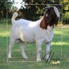 1X FLOCK BOER GOAT BUCK HORISON BOERBOKSTOET