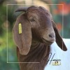 1X STUD BOER GOAT DOE HORISON BOERBOKSTOET - 5