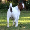 1X FLOCK BOER GOAT DOE HORISON BOERBOKSTOET - 4