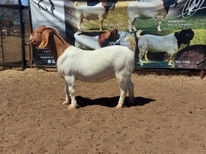 1X FLOCK BOER GOAT DOE JOUBERT HORN BOERGOAT STUD