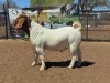 1X STUD BOER GOAT BUCK JOUBERT HORN BOERGOAT STUD