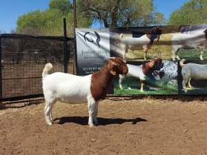 1X FLOCK BOER GOAT DOE JOUBERT HORN BOERGOAT STUD